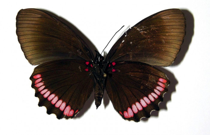 Figura 11. Adulto de <i>Biblis</i></i> aganisaDHJ02 (Nymphalidae), macho vista ventral, localidad Finca Araya Sector El Hacha ACG (295m). Voucher: 02-SRNP-31578-DHJ97705.jpg.