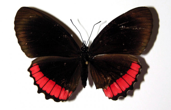 Figura 17. Adulto de <i>Biblis</i></i> aganisaDHJ03 (Nymphalidae), hembra vista dorsal, localidad Loaciga Sector Pitilla ACG (445m). Voucher: 02-SRNP-33079-DHJ97702.jpg.