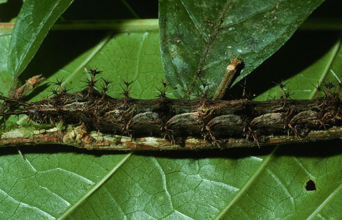 Figura 18. Larva <i>Biblis</i></i> aganisaDHJ01 (Nymphalidae), último estadío (U) vista lateral, localidad Sendero Puertas Sector Del Oro ACG (400m) Voucher: 03-SRNP-18474-DHJ77092.jpg.