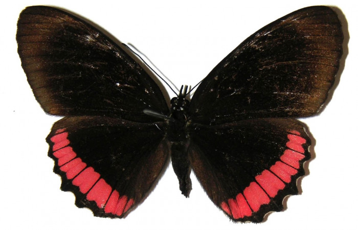 Figura 12. Adulto de <i>Biblis</i></i> aganisaDHJ02 (Nymphalidae), hembra vista dorsal, localidad Sendero Moraga Sector Del Oro ACG (400m). Voucher: 04-SRNP-26165-DHJ309252.jpg.