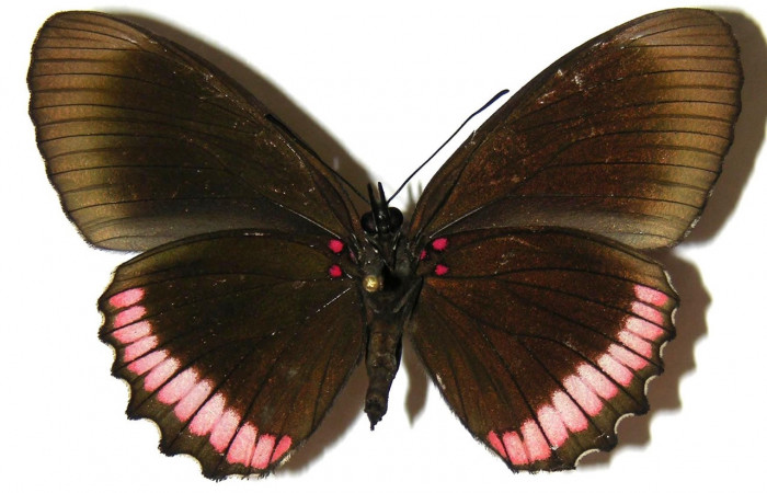 Figura 13. Adulto de <i>Biblis</i></i> aganisaDHJ02 (Nymphalidae), hembra vista ventral, localidad Sendero Moraga Sector Del Oro ACG (400m). Voucher: 04-SRNP-26165-DHJ309253.jpg.