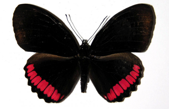 Figura 20. Adulto de <i>Biblis</i></i> aganisaDHJ01 (Nymphalidae), hembra vista dorsal, localidad Gongora Bananal Sector Cacao ACG (600m). Voucher: 04-SRNP-46910-DHJ97706.jpg.