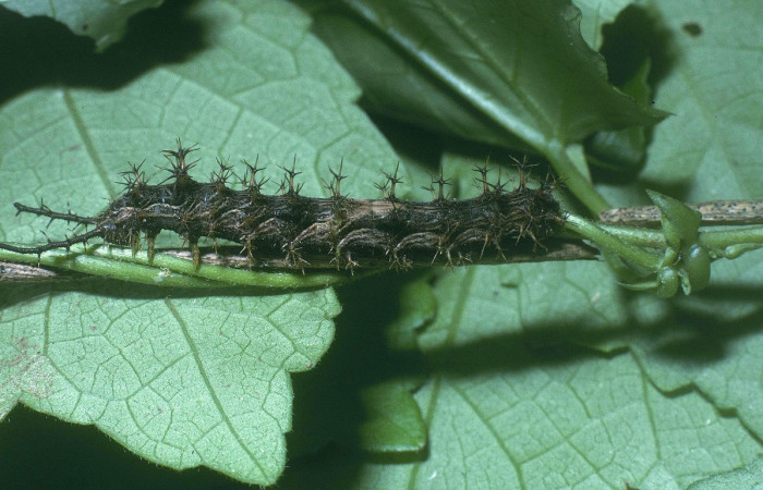 Figura 14. Larva <i>Biblis</i></i> aganisaDHJ03 (Nymphalidae), último estadío (U) vista lateral, localidad Quebrada Ruiz Sector Del Oro ACG (280m). Voucher: 04-SRNP-46915-DHJ85797.jpg.
