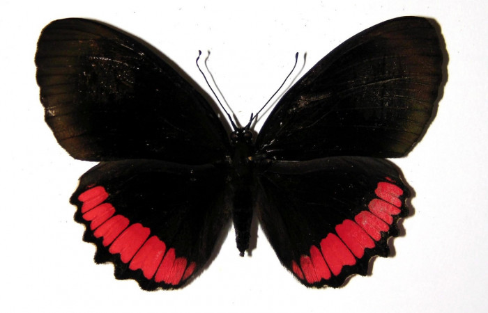 Figura 16. Adulto de <i>Biblis</i></i> aganisaDHJ03 (Nymphalidae), macho vista dorsal, localidad Pasmompa Sector Pitilla ACG (440m). Voucher: 04-SRNP-46915-DHJ97710.jpg.