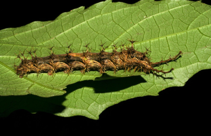 Figura 21. Larva <i>Biblis aganisa</i></i> (Nymphalidae), último estadío (U) vista lateral, localidad Sendero Puertas Sector Del Oro ACG (400m). Voucher: 05-SRNP-21775-DHJ403538.jpg.