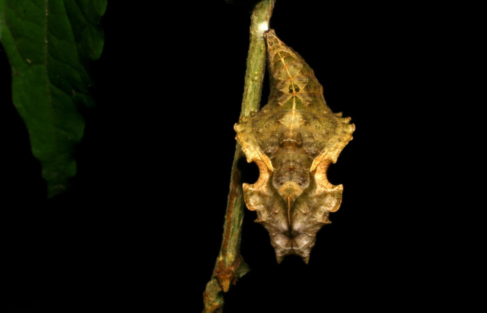 Figura 15. Pupa de <i>Biblis</i></i> aganisaDHJ03 (Nymphalidae), vista dorsal, localidad Sendero colegio Sector San Cristóbal ACG (520m). Voucher: 05-SRNP-21800-DHJ403548jpg.