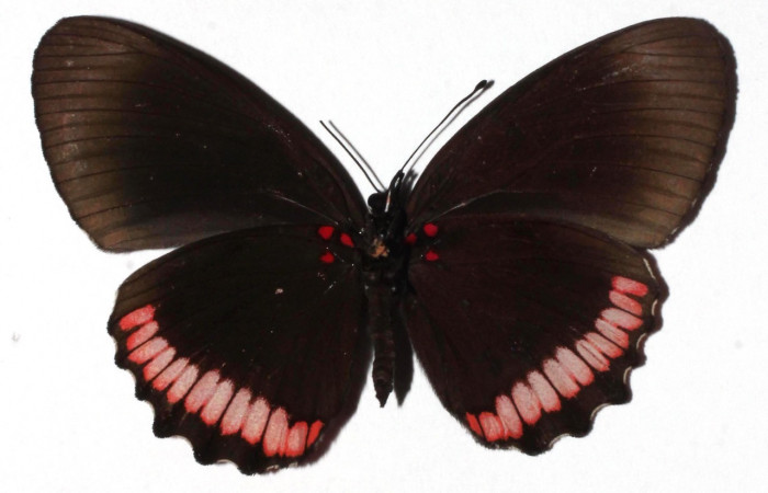 Figura 1. Adulto de <i>Biblis</i></i> aganisaDHJ02 (Nymphalidae), vista central, localidad Camino Rio Niño  Sector Rincon Rain Forest ACG (326m). Voucher: 16-SRNP-27492-DHJ924213.jpg.