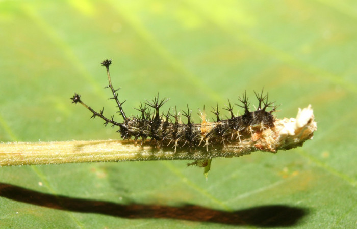 Figura 2. Larvitas <i>Biblis</i></i> aganisaDHJ02 (Nymphalidae), tercer estadío (PPU) vista lateral, localidad Vochysia Sector Rincón Rain Forest ACG (320m). Voucher: 17-SRNP-70834-DHJ737289.jpg.