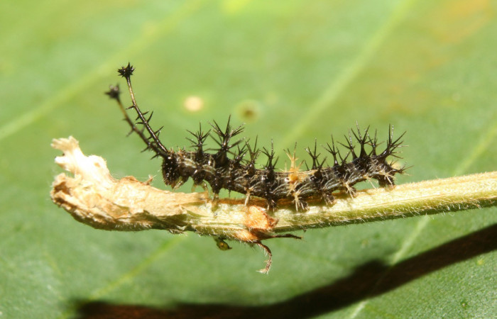 Figura 3. Larvitas <i>Biblis</i></i> aganisaDHJ02 (Nymphalidae), tercer estadío (PPU) vista lateral, localidad Vochysia Sector Rincón Rain Forest ACG (320m). Voucher: 17-SRNP-70834-DHJ737293.jpg.