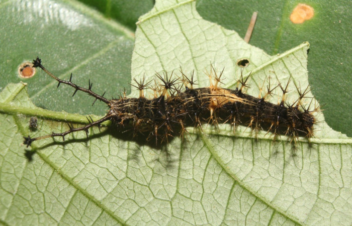 Figura 4. Larva <i>Biblis</i></i> aganisaDHJ02 (Nymphalidae), penúltimo estadío (PU) vista dorsal, localidad Sendero Manguera Sector Pitilla ACG (470m). Voucher:17-SRNP-70834-DHJ737295.jpg.