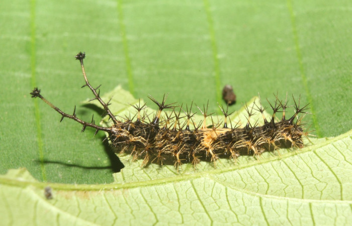 Figura 5. Larva <i>Biblis</i></i> aganisaDHJ02 (Nymphalidae), penúltimo estadío (PU) vista lateral, localidad Sendero Manguera Sector Pitilla ACG (470m). Voucher:17-SRNP-70834-DHJ737295.jpg.