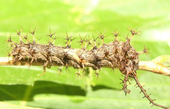 Figura 6. Larva <i>Biblis</i></i> aganisaDHJ02 (Nymphalidae), último estadío (U) vista lateral, localidad Sendero Manguera Sector Pitilla ACG (470m). Voucher:17-SRNP-70834-DHJ737300.jpg.