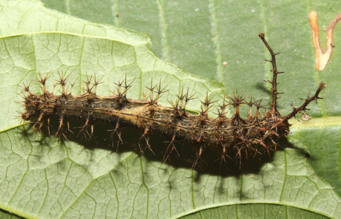 Figura 7. Larva <i>Biblis</i></i> aganisaDHJ02 (Nymphalidae), último estadío (U) vista lateral, localidad Sendero Manguera Sector Pitilla ACG (470m). Voucher:17-SRNP-70834-DHJ737306.jpg.
