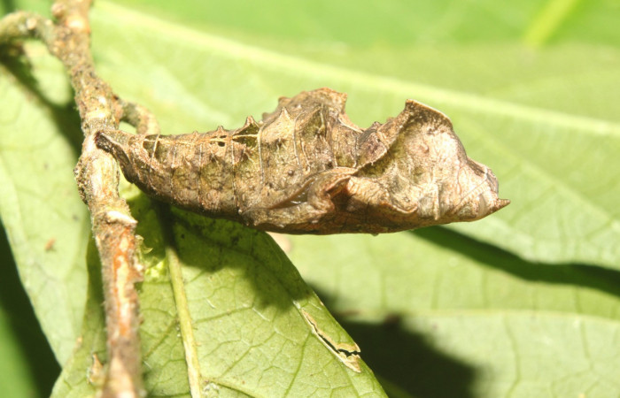 Figura 8. Pupa de <i>Biblis</i></i> aganisaDHJ02 (Nymphalidae), vista lateral, localidad Sendero Manguera Sector Pitilla ACG (470m). Voucher:17-SRNP-70834-DHJ737309.jpg.