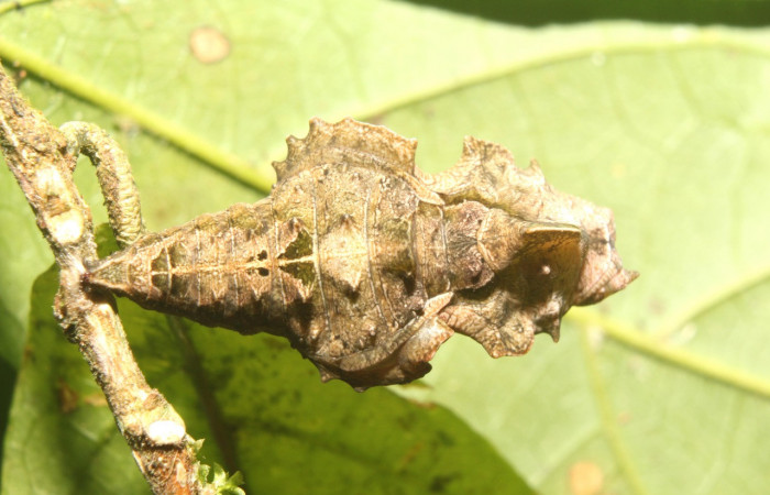 Figura 9. Pupa de <i>Biblis</i></i> aganisaDHJ02 (Nymphalidae), vista dorsal, localidad Sendero Manguera Sector Pitilla ACG (470m) Voucher:17-SRNP-70834-DHJ737310.jpg.