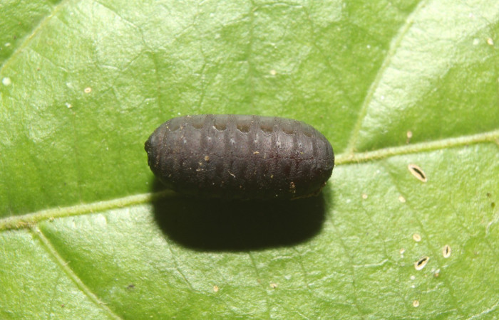 Figura 23. Pupario de parásito <i>Pseudosturmia</i></i> Janzen35 (Tachinidae) que ataca <i>Biblis aganisa</i></i> (Nymphalidae), localidad Sendero Manguera Sector Pitilla ACG (470m). Voucher: 17-SRNP-71358-DHJ738221.jpg.
