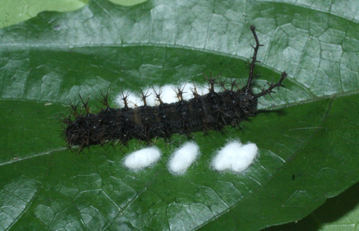 Figura 24. Capullos de parásito <i>Diolcogaster</i></i> Choi55 Braconidae) que ataca <i>Biblis aganisa</i></i> (Nymphalidae), localidad Meterologico Sector Del Oro ACG (590m). Voucher: 18-SRNP-20285-DHJ711083.jpg.