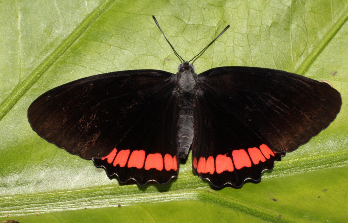 Figura 22 Adulto de <i>Biblis aganisa</i></i> (Nymphalidae), hembra vista dorsal, localidad Sendero Puertas, Sector Del Oro ACG (400m). Voucher: 19-SRNP-20697-DHJ757430.jpg.