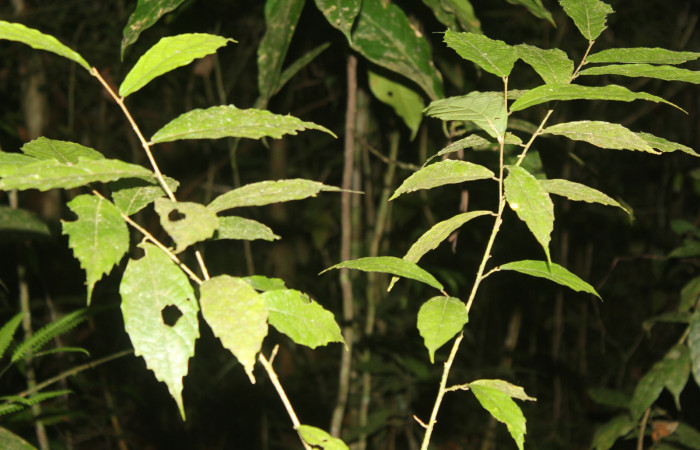Figura 25. Planta hospedera de <i>Biblis</i></i> aganisaDHJ02 (Nymphalidae, esta planta se llama <i>Acidoton nicaraguensis</i></i> (Euphorbiaceae), localidad Sendero Manguera, Estación Quica Sector Pitilla ACG (470m). Foto; Ricardo Calero, 05 Octubre 2022.