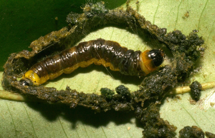 Figura 16. Larva <i>Chlamydastis montywoodi</i></i> (Depressariidae), último estadío (U) vista dorsal, localidad Sendero Perdido, Sector San Cristóbal ACG (620m). Voucher: 05-SRNP-4827-DHJ403178.jpg.
