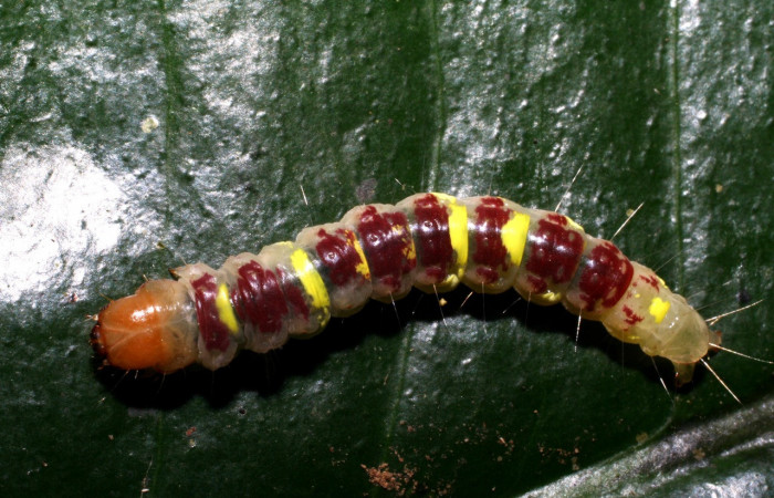 Figura 2. Larva <i>Chlamydastis christhompsoni</i></i> (Depressariidae), penúltimo estadío (PU) vista dorsal, localidad Sendero Arenales, Sector Cacao ACG (1080m). Voucher: 06-SRNP-36703-DHJ419127.jpg.