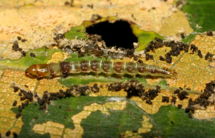 Figura 13. Larva <i>Chlamydastis vitorbeckeri</i></i> (Depressariidae), penúltimo estadío (PU) vista lateral, localidad Pasmompa, Sector Pitilla ACG (440m). Voucher: 07-SRNP-31636-DHJ419944.jpg.
