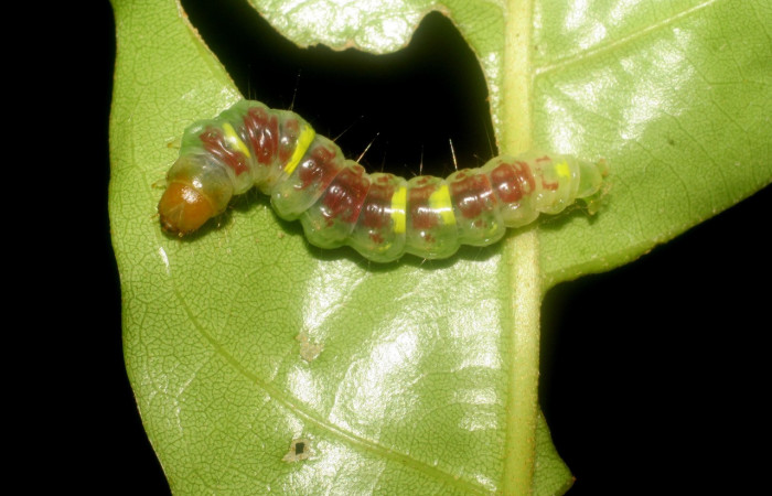 Figura 3. Larva <i>Chlamydastis christhompsoni</i></i> (Depressariidae), último estadío (U) vista dorsal, localidad Sendero Perdido, Sector San Cristóbal ACG (620m). Voucher: 08-SRNP-1515-DHJ437101.jpg.