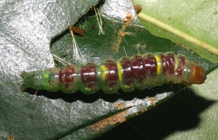 Figura 4. Larva <i>Chlamydastis christhompsoni</i></i> (Depressariidae), último estadío (U) vista dorsal, localidad Tangelo, Sector Del Oro ACG (410m). Voucher: 09-SRNP-20126-DHJ450642.jpg.