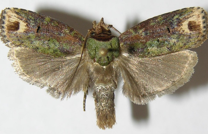 Figura 9. Adulto de <i>Chlamydastis christhompsoni</i></i> (Depressariidae), hembra vista dorsal, localidad Tangelo, Sector Del Oro ACG (410m). Voucher: 09-SRNP-20126-DHJ503422.jpg.