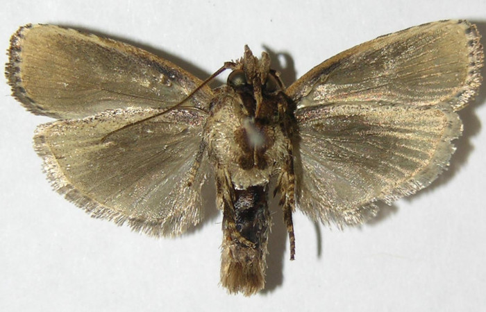 Figura 10. Adulto de <i>Chlamydastis christhompsoni</i></i> (Depressariidae), hembra vista ventral, localidad Tangelo, Sector Del Oro ACG (410m). Voucher: 09-SRNP-20126-DHJ503423.jpg.