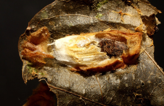 Figura 11. Capullo de parásito <i>Hypomicrogaster</i></i> Whitfield21 (Braconidae) que ataca <i>Chlamydastis christhompsoni</i></i> (Depressariidae), localidad Puente Palma, Sector San Cristóbal ACG (440m). Voucher: 09-SRNP-4613-DHJ474930.jpg.