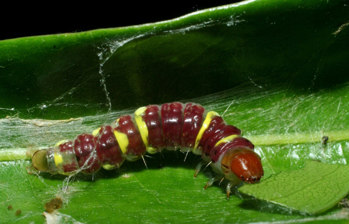 Figura 14. Larva <i>Chlamydastis</i></i> phytopteraEPR03 (Depressariidae), último estadío (U) vista dorsal, localidad Bullas Estación Biológica Quica, Sector Pitilla ACG (440m). Voucher: 09-SRNP-71014-DHJ457684.jpg.