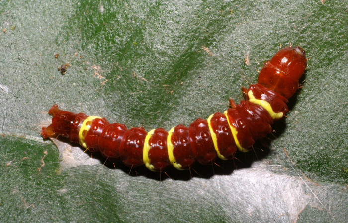 Figura 15. Larva <i>Chlamydastis</i></i> elenaulateae (Depressariidae), último estadío (U) vista dorsal, localidad Selva, Sector Rincón Rain Forest ACG (410m). Voucher: 10-SRNP-69595-DHJ474537.jpg.