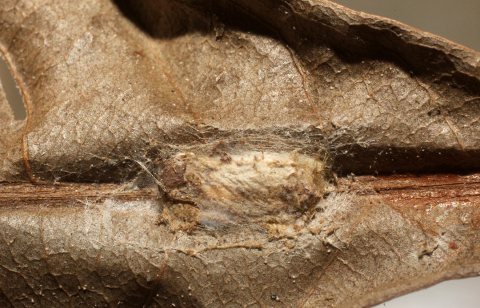 Figura 12. Capullo de parásito <i>Hypomicrogaster</i></i> Janzen27 (Braconidae) que ataca <i>Chlamydastis christhompsoni</i></i> (Depressariidae), localidad Finca San Gabriel, Sector San Cristóbal ACG (645m). Voucher: 12-SRNP-2427-DHJ801060.jpg.