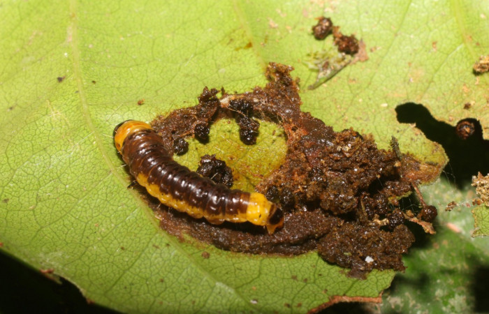 Figura 17. Larva <i>Chlamydastis</i></i> tryphonEPR02 (Depressariidae), último estadío (U) vista dorsal, localidad Puente Palma, Sector San Cristobal ACG (460m). Voucher: 18-SRNP-1617-DHJ705304.jpg.