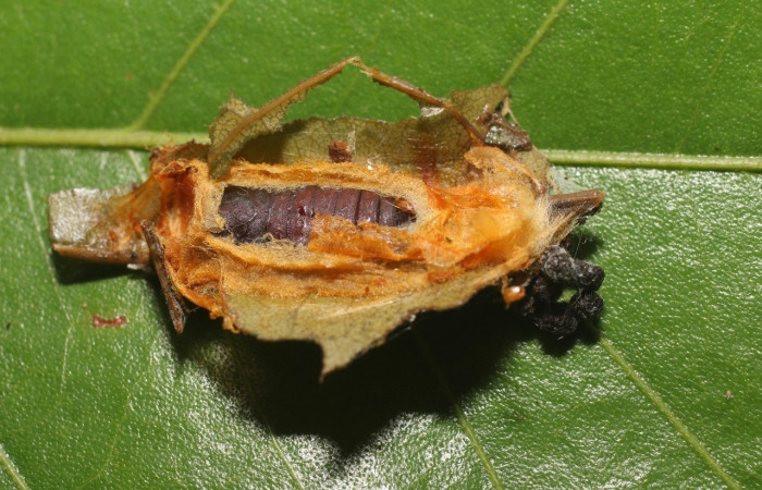 Figura 6. Pupa de <i>Chlamydastis christhompsoni</i></i> (Depressariidae), vista dorsal, localidad Quebrada Sucia, Sector San Cristóbal ACG (660m). Voucher: 18-SRNP-2428-DHJ705957.jpg.
