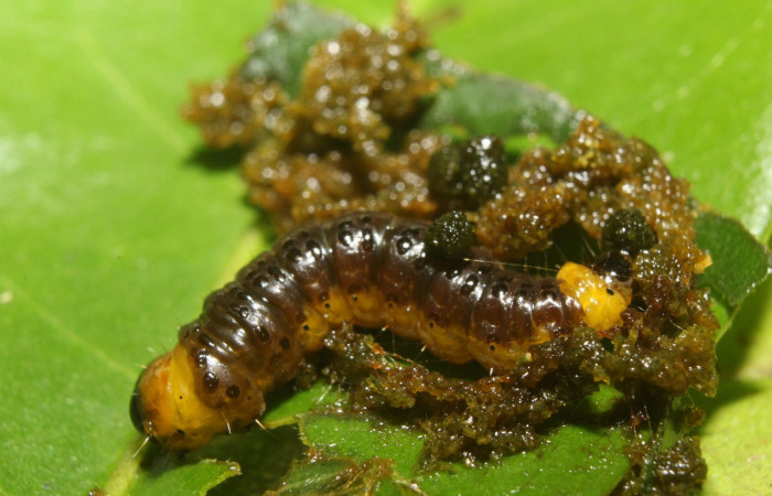 Figura 18. Larva <i>Chlamydastis rhomaeopa</i></i> (Depressariidae), último estadío (U) vista dorsal, localidad Leonel Estación Biológica Quica, Sector Pitilla ACG (510m). Voucher: 18-SRNP-71050-DHJ742308.jpg.