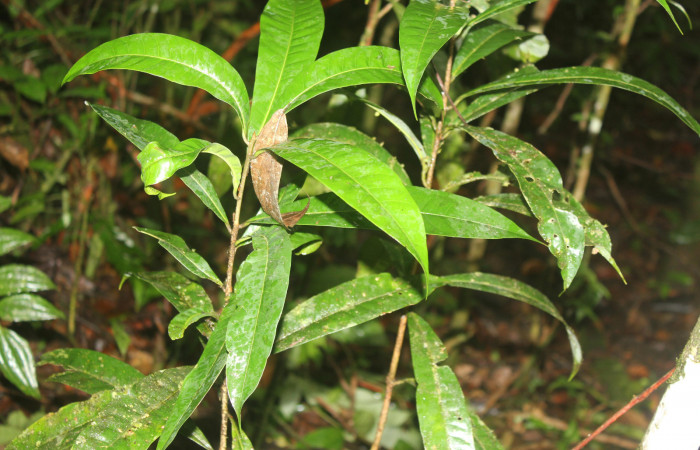 Figura 19. Planta hospedera de <i>Chlamydastis christhompsoni</i></i> (Depressariidae), esta planta se llama <i>Pouteria reticulata</i></i> (Sapotaceae), localidad Sendero Manguera Estación Biológica Quica, Sector Pitilla ACG (470m), foto: Ricardo Calero 12 Octubre 2022.