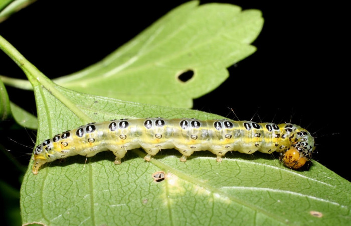 Fig.10 Vista lateral, <i>Epicorsia avilalisDHJ01</i></i> (Crambidae), se colectó 06 Agosto 2009, Sector Mundo Nuevo, Camino Pozo Tres, 733mts.(09-SRNP-57124-DHJ460526.jpg)