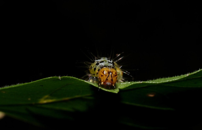 Fig.11 Vista frontal, <i>Epicorsia avilalisDHJ01</i></i> (Crambidae), se colectó 06 Agosto 2009, Sector Mundo Nuevo, Camino Pozo Tres, 733mts. (09-SRNP-57124-DHJ460529.jpg)