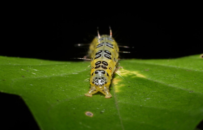 Fig.12 Vista tracera, <i>Epicorsia avilalisDHJ01</i></i> (Crambidae), se colectó 06 Agosto 2009, Sector Mundo Nuevo, Camino Pozo Tres, 733mts. (09-SRNP-57124-DHJ460532.jpg)