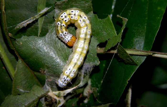 Fig.13 Vista dorsal, <i>Epicorsia avilalisDHJ02[/I] (Crambidae), se colectó 19 Agosto 2005, Sector Cacao, Gongora Bananal, 600mts. (05-SRNP-47329-DHJ408043.jpg).