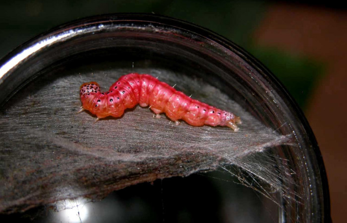 Fig.14 Prepupa, <i>Epicorsia avilalisDHJ02[/I] (Crambidae), hizo prepupa 23 Agosto 2005, Sector Cacao, Gongora Bananal, 600mts. (05-SRNP-47330-DHJ408044.jpg).