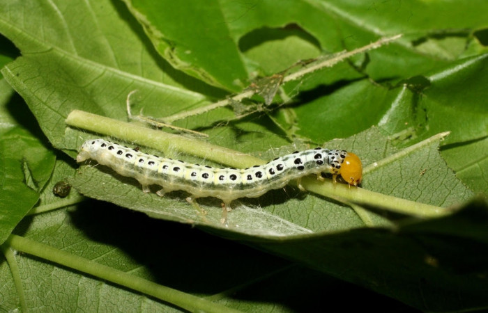 Fig.15 Vista lateral dorsal, <i>Epicorsia avilalisDHJ04[/I] (Crambidae), se colectó 01 Agosto 2017, Sector Cacao, Quebrada Otilio, 550mts. (17-SRNP-36122-DHJ734130.jpg).