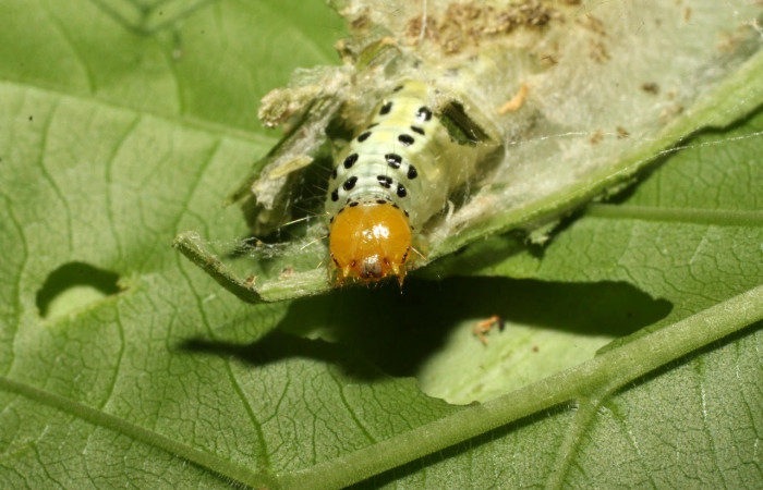 Fig.16 Vista frontal, <i>Epicorsia avilalisDHJ04[/I] (Crambidae), se colectó 01 Agosto 2017, Sector Cacao, Quebrada Otilio, 550mts. (17-SRNP-36122-DHJ734134.jpg)