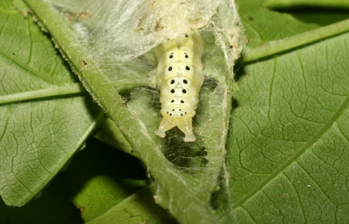Fig.17 Vista trasera, <i>Epicorsia avilalisDHJ04</i></i> (Crambidae), se colectó 01 Agosto 2017, Sector Cacao, Quebrada Otilio, 550mts.(17-SRNP-36122-DHJ734133.jpg).