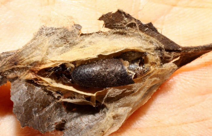 Fig.18 13 Observamos capullo vacío de <i>Casinaria</i></i> infestaDHJ01 (Ichneumonidae), parárasito en larva <i>Epicorsia</i></i>  avilalisDHJ01 (Crambidae), (09-SRNP-14923-DHJ469902.jpg).