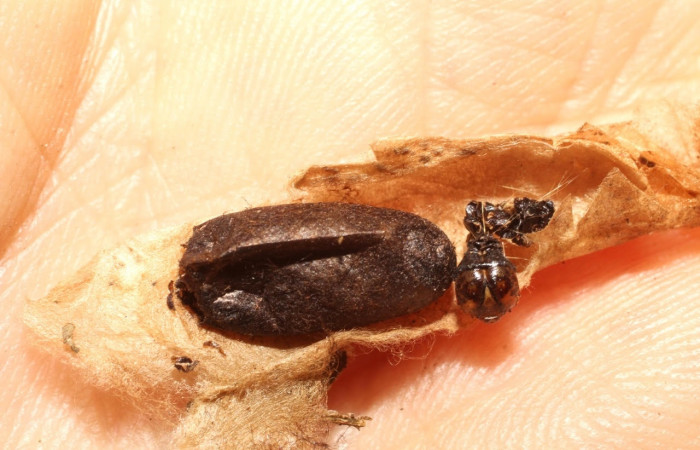 Fig.19 Observamos capullo de parásito <i>Casinaria</i></i> infestaDHJ01 (Ichneumonidae),con resto de larva <i>Epicorsia</i></i>  avilalisDHJ01 (Crambidae),(10-SRNP-56091-DHJ800237.jpg).