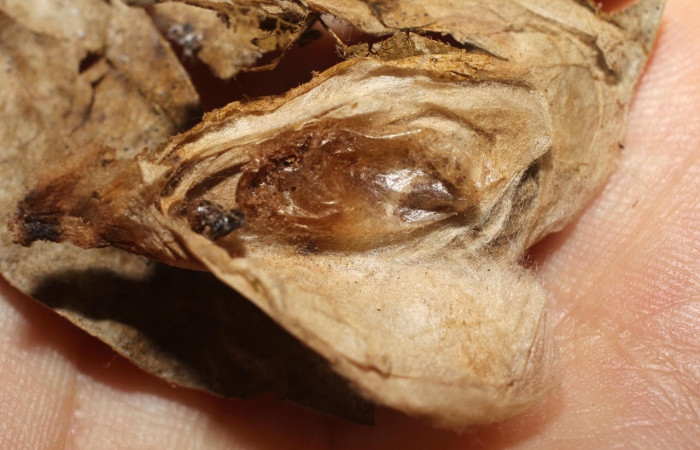 Fig.20 Observamos capullo de parásito <i>Cremnops violaceipennis</i></i> (Braconidae), con resto de larva <i>Epicorsia</i></i>  avilalisDHJ02 (Crambidae ), (10-SRNP-56077-DHJ802251.jpg).