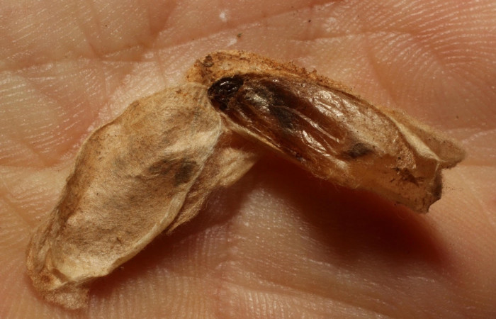 Fig.21 Observamos capullo de <i>Cremnops violaceipennis</i></i> (Braconidae), parásito en larva <i>Epicorsia</i></i>  avilalisDHJ02 (Crambidae ),(11-SRNP-56078-DHJ804025.jpg)